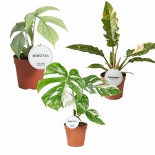 Særlige stueplanter