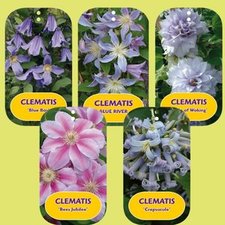 Klematis specials
