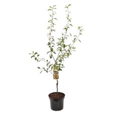 Frugttrær 60 cm stam