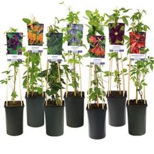Slyngplanter S-Pot