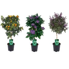 Terrrasseplanter