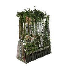 Slyngplanter Long & Strong
