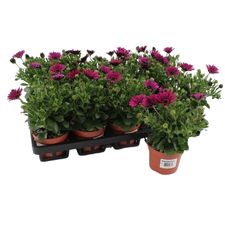 Sommerblomster