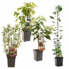 Frugttræ til terrasse