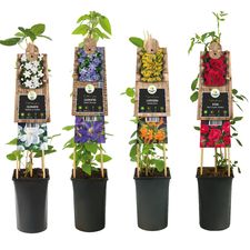 Slyngplanter S-Pot 3.0