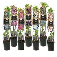 Slyngplanter SK-Pot 3.0