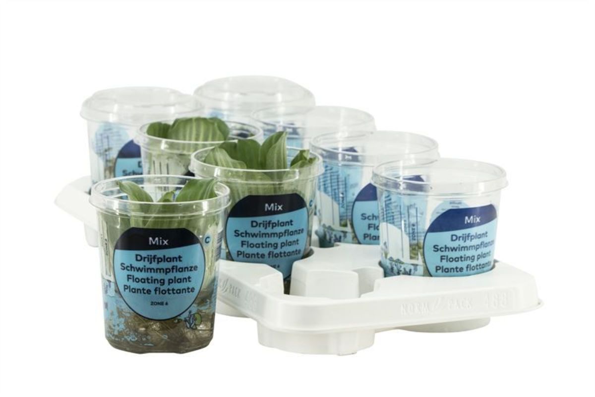 Flydende planter (zone 6)