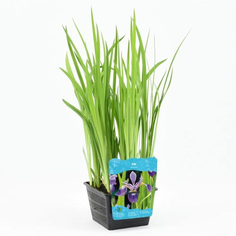 Vandplanter P18 (zone 1–3)