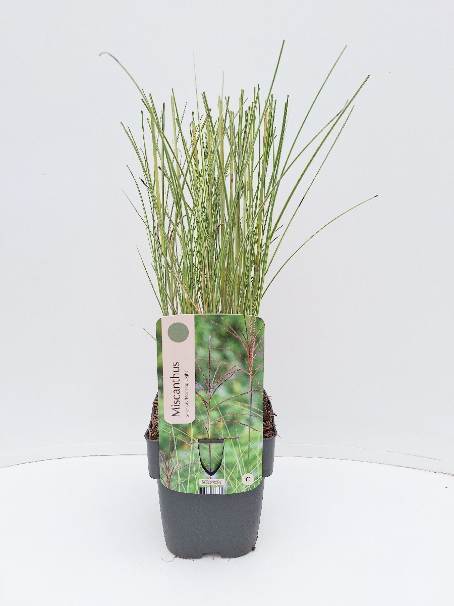 Main image on product details page