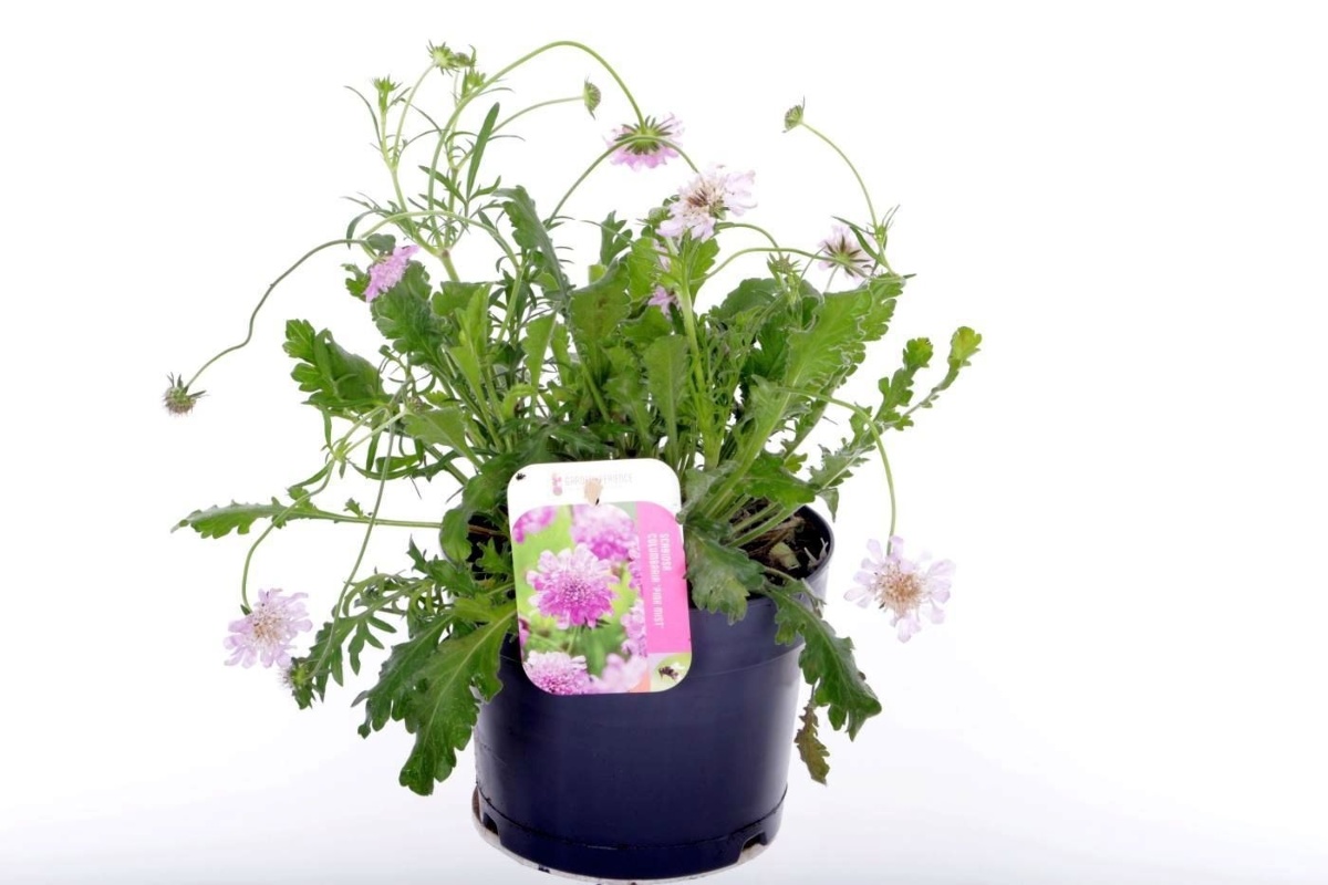 Main image on product details page