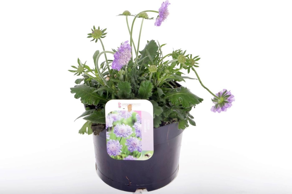 Main image on product details page