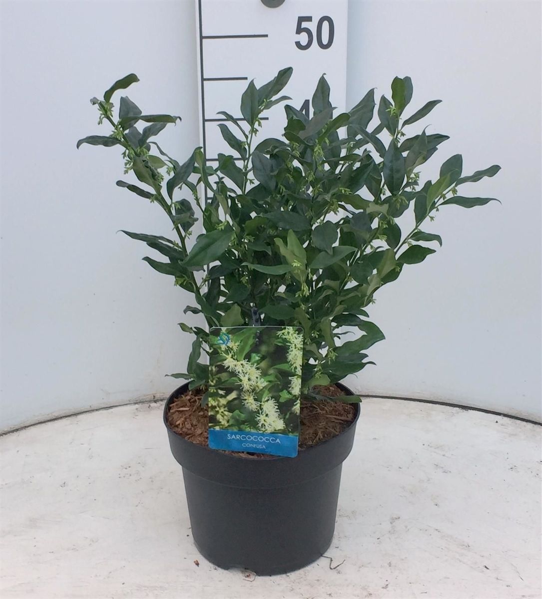 Main image on product details page