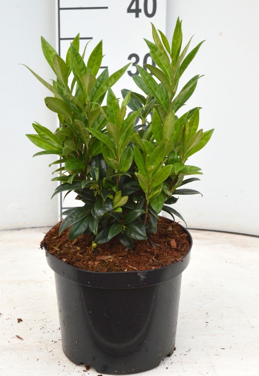 Main image on product details page