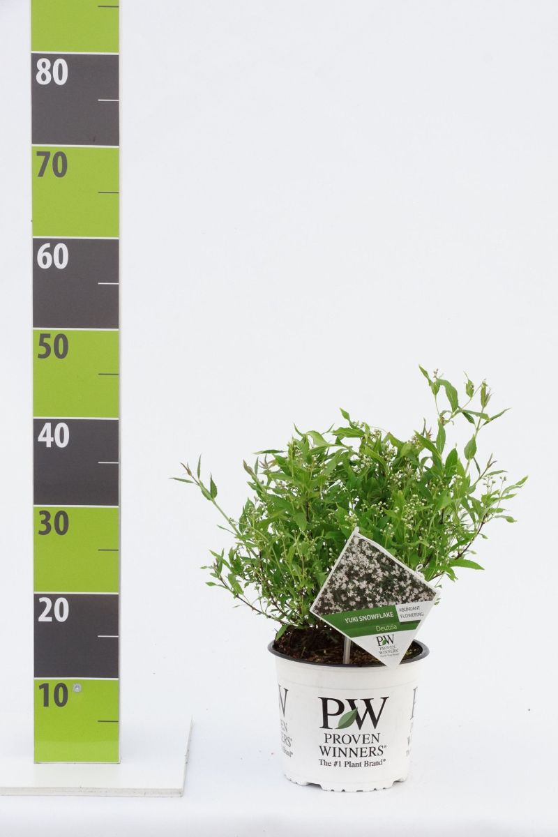 Main image on product details page