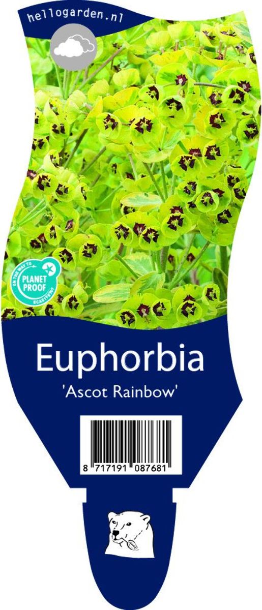 Main image on product details page