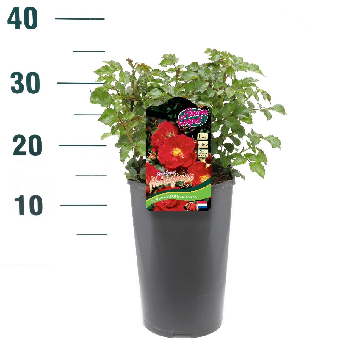 Main image on product details page