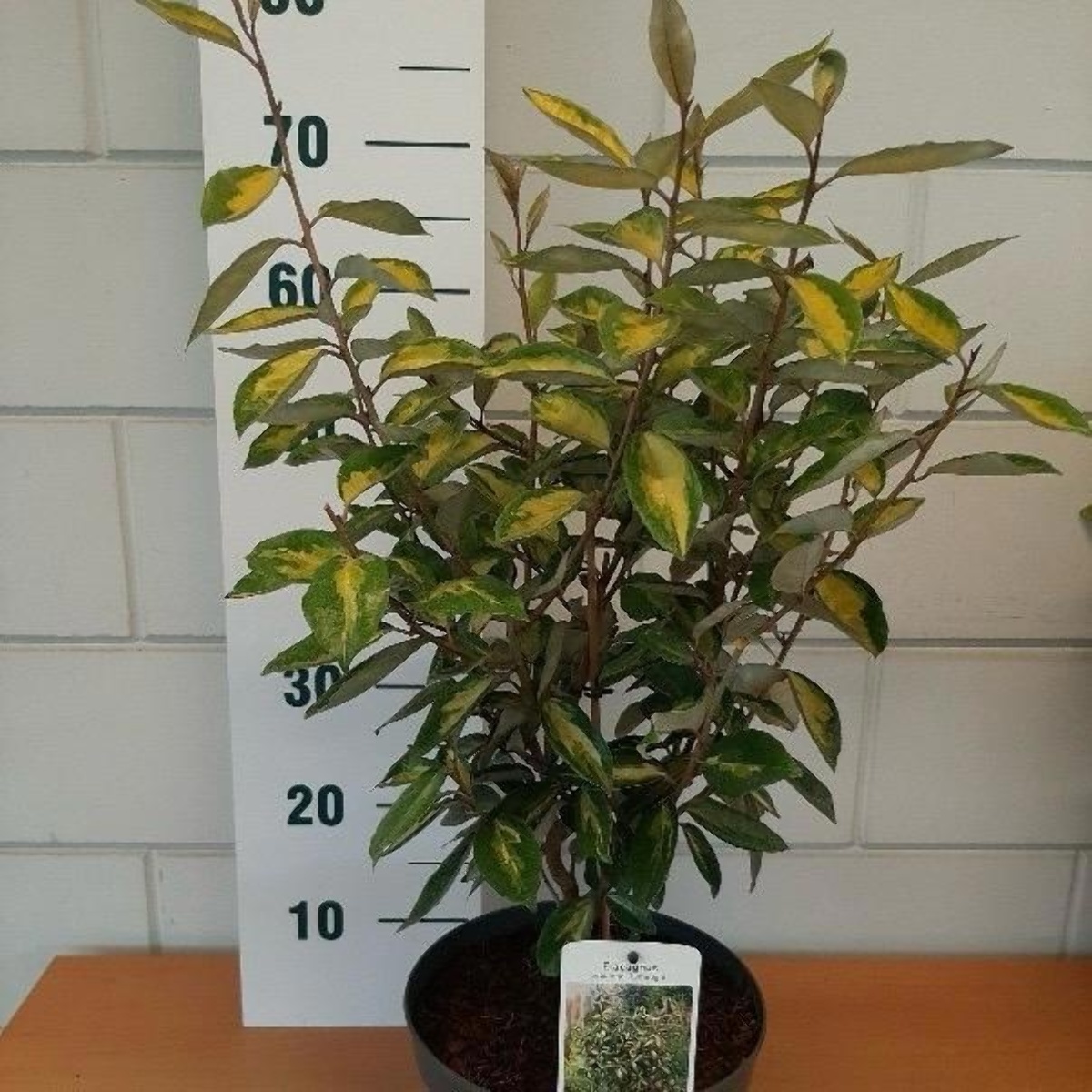 Main image on product details page