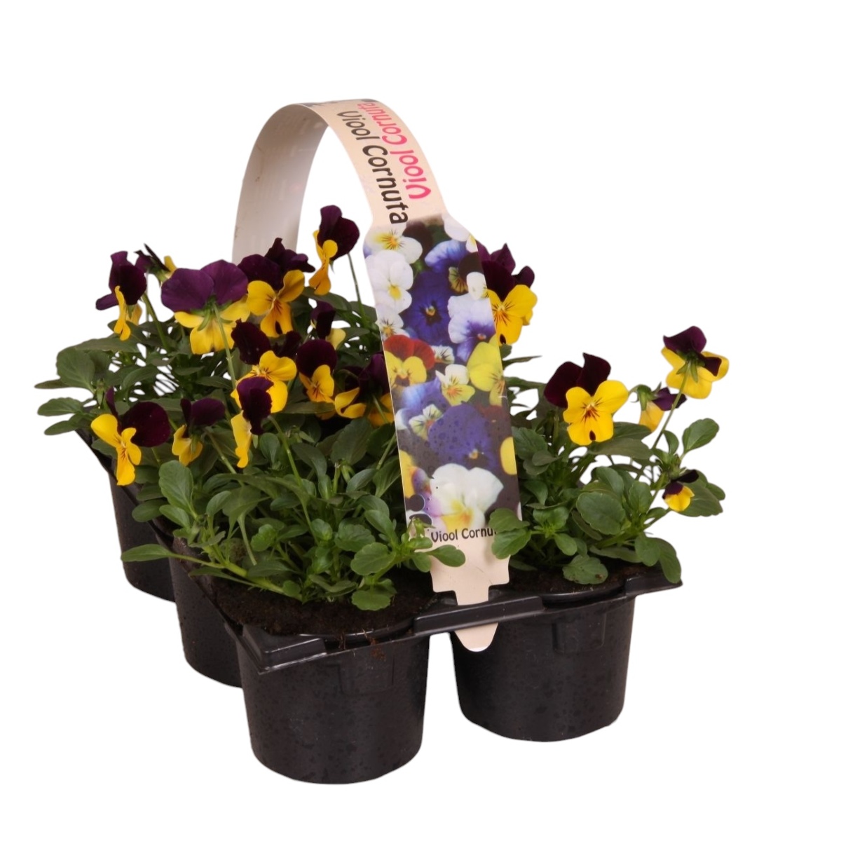 Main image on product details page