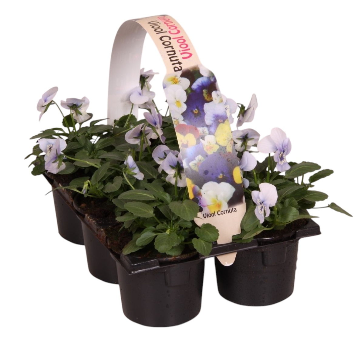Main image on product details page