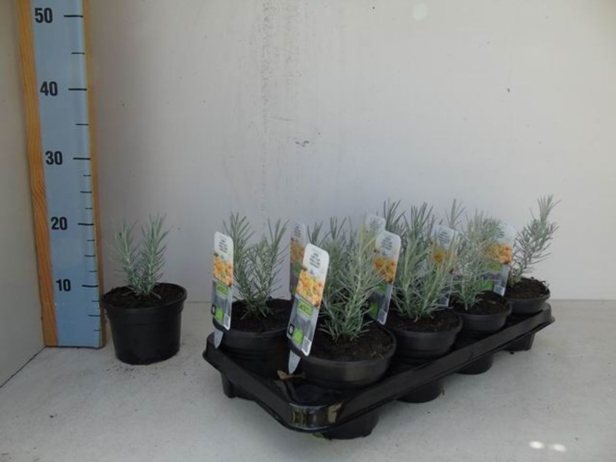 Main image on product details page