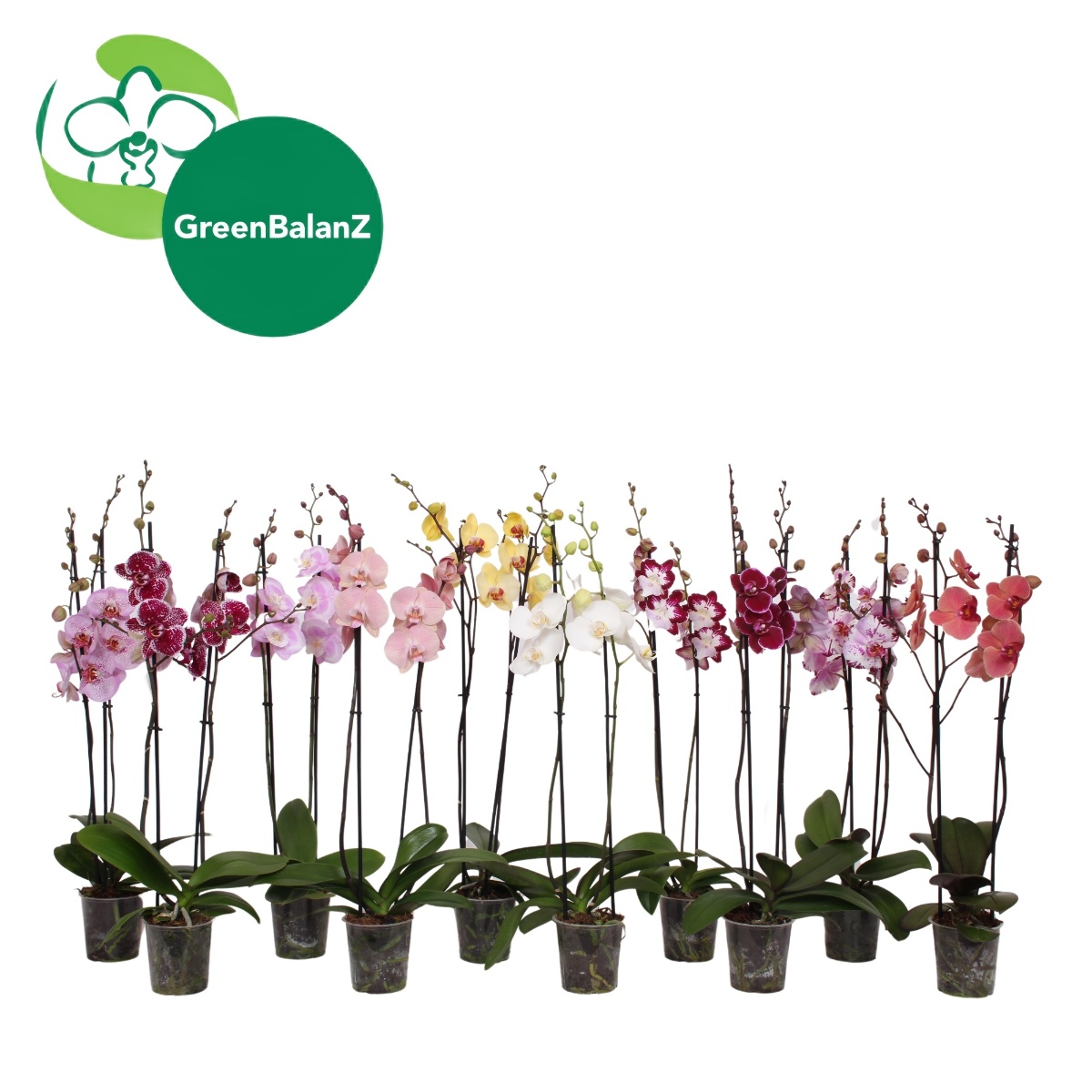 Main image on product details page