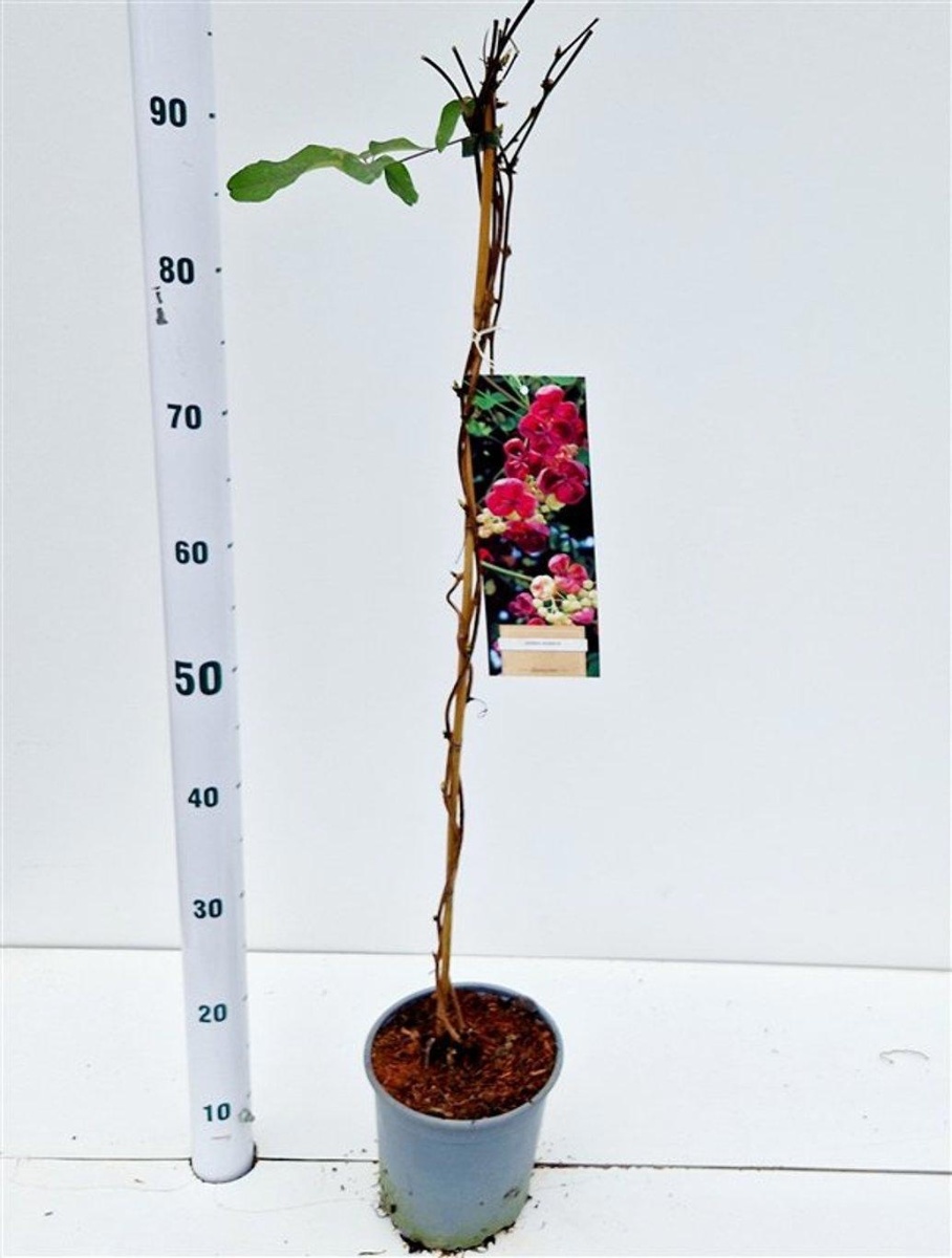 Main image on product details page
