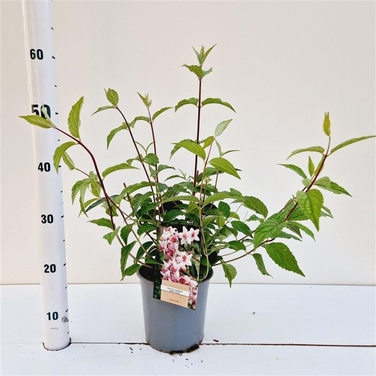 Main image on product details page