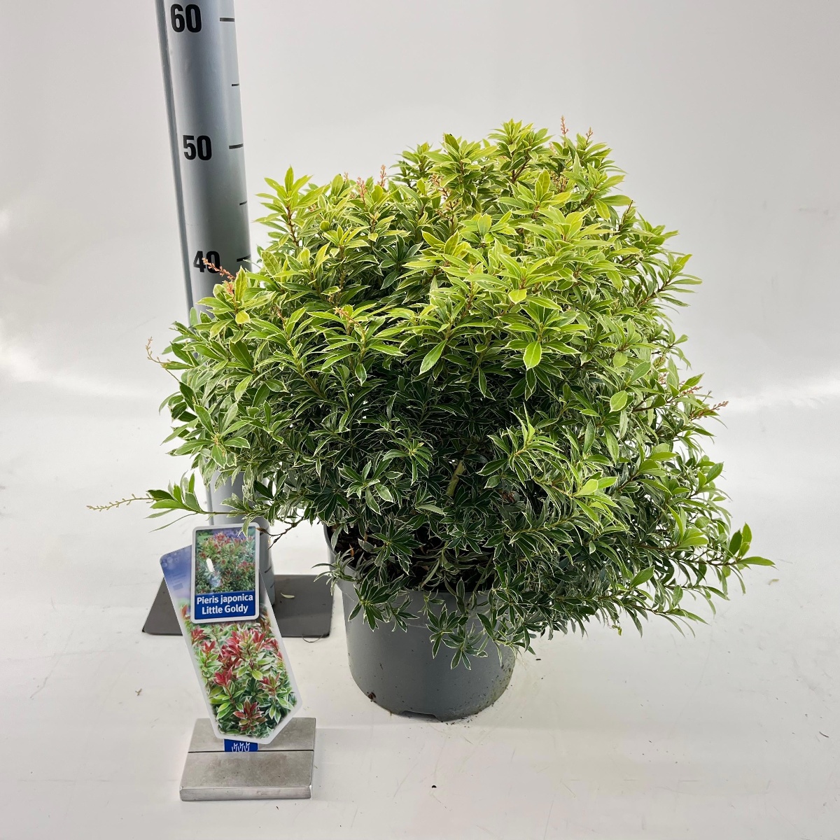 Main image on product details page