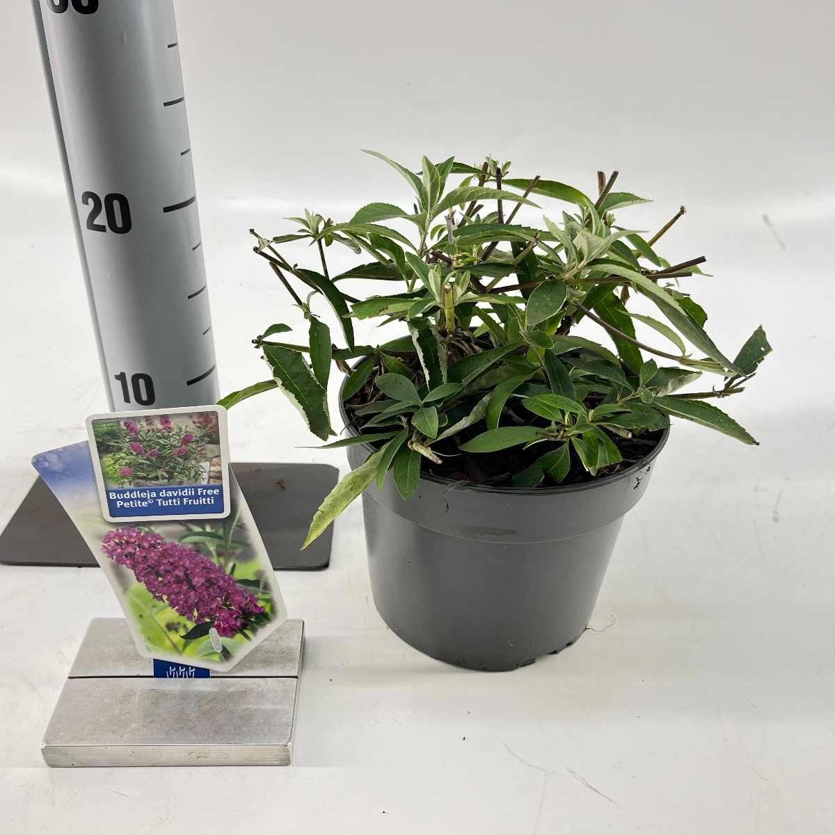 Main image on product details page