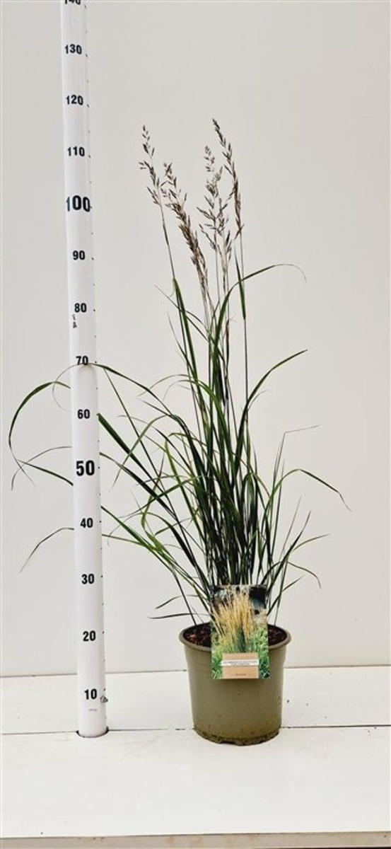 Main image on product details page