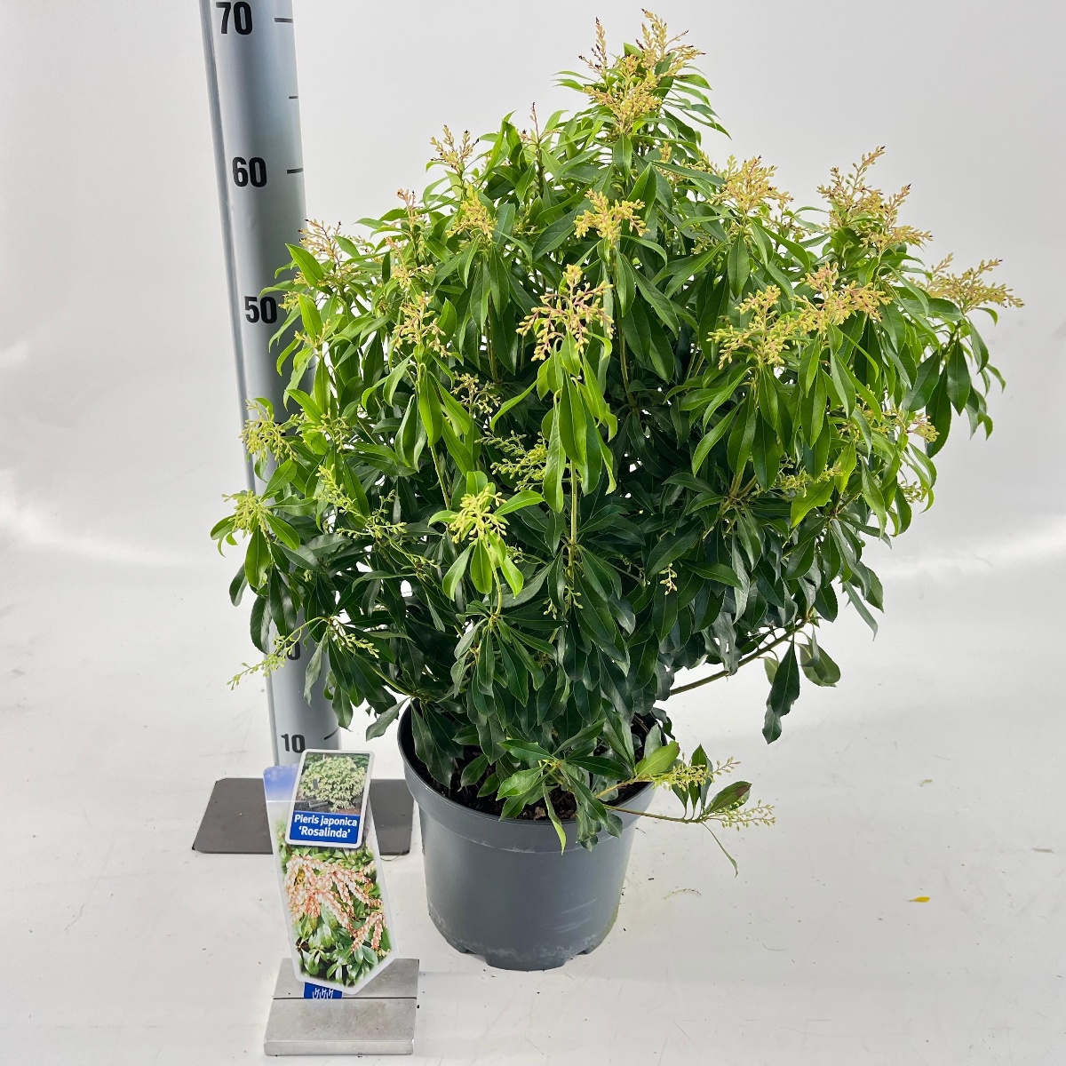 Main image on product details page