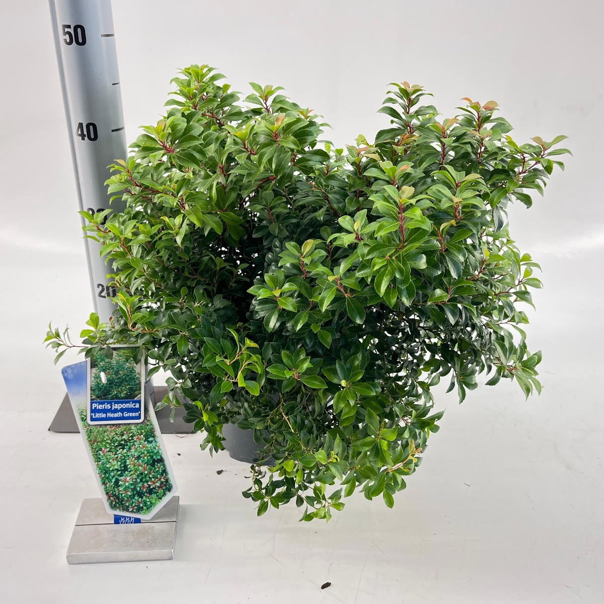 Main image on product details page