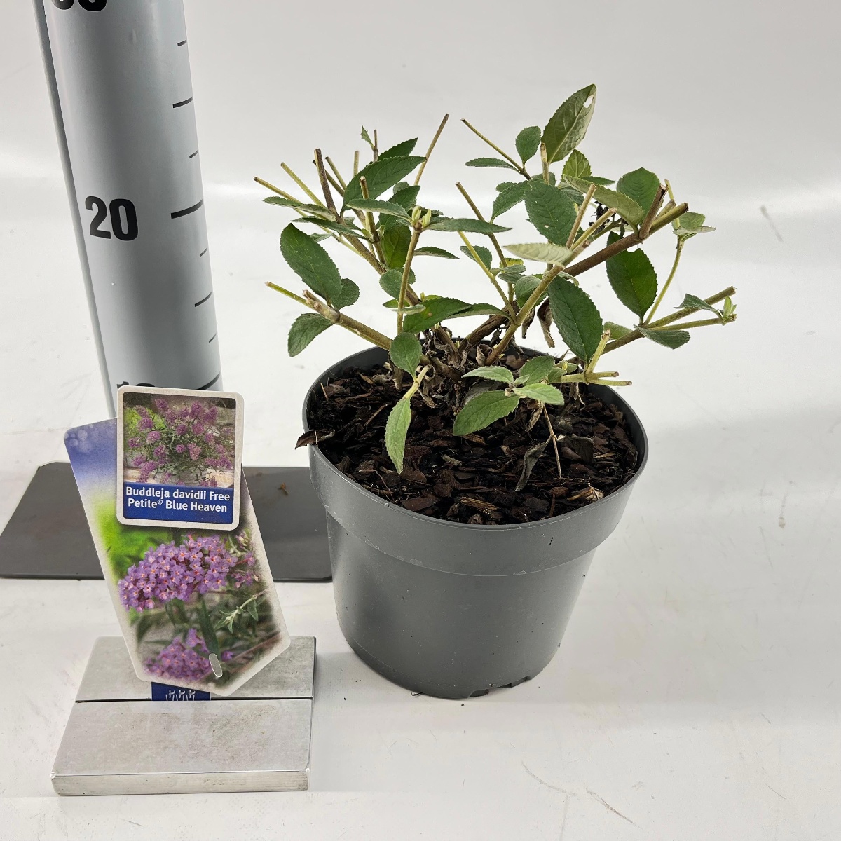 Main image on product details page