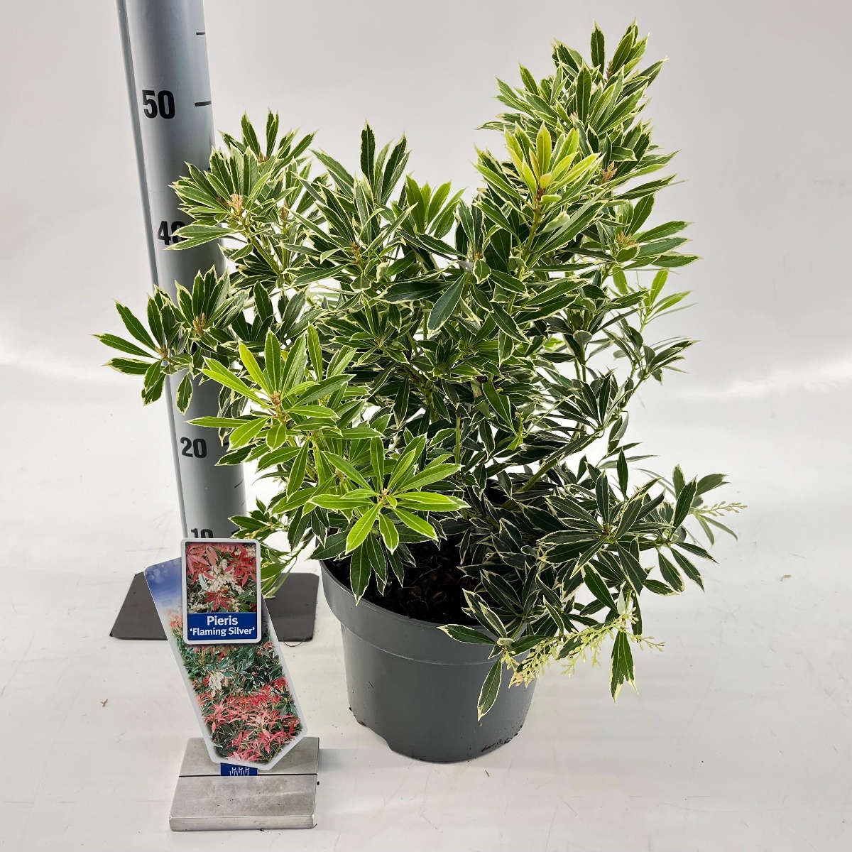 Main image on product details page
