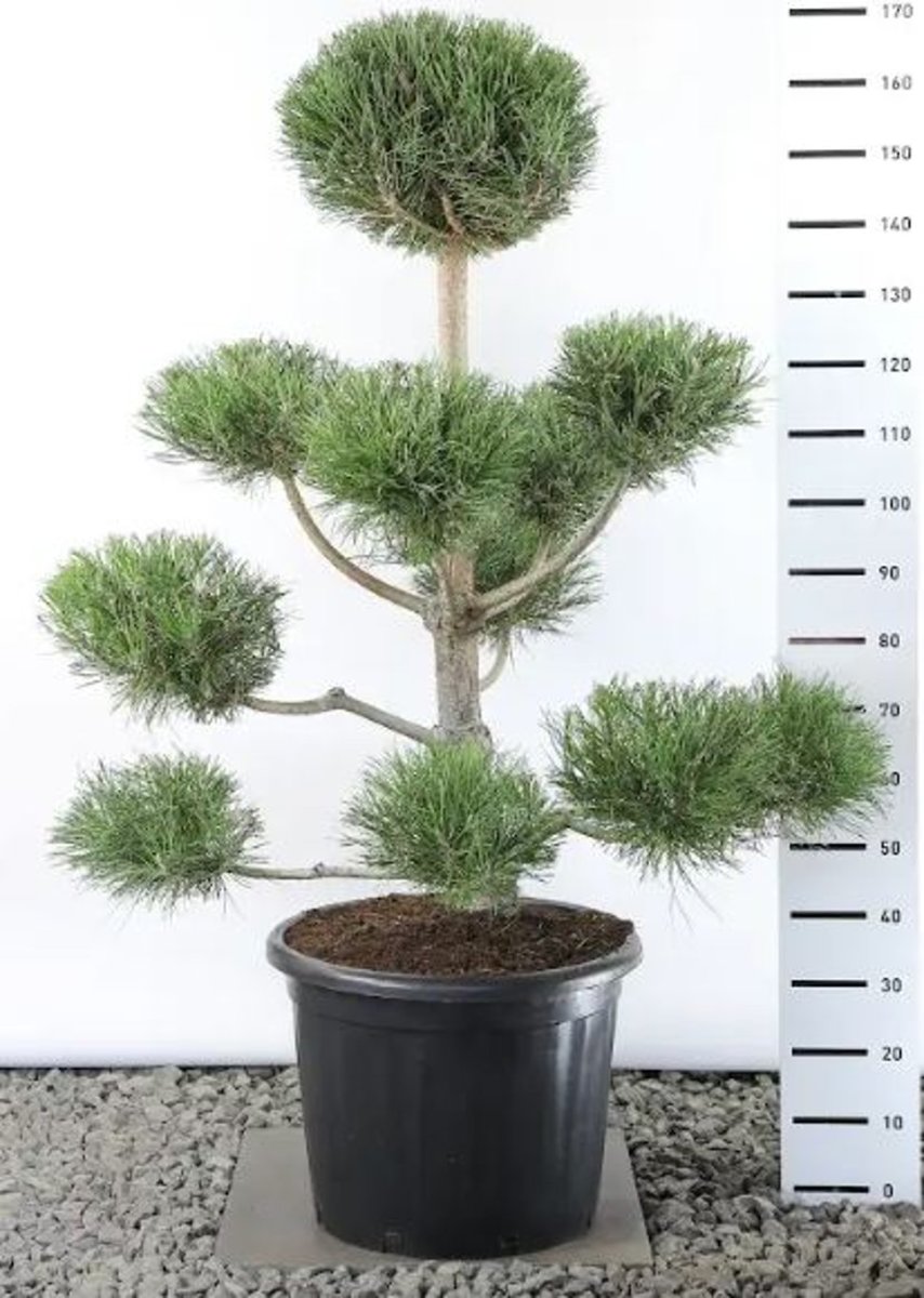 Main image on product details page