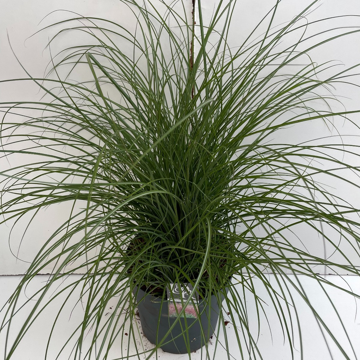 Main image on product details page