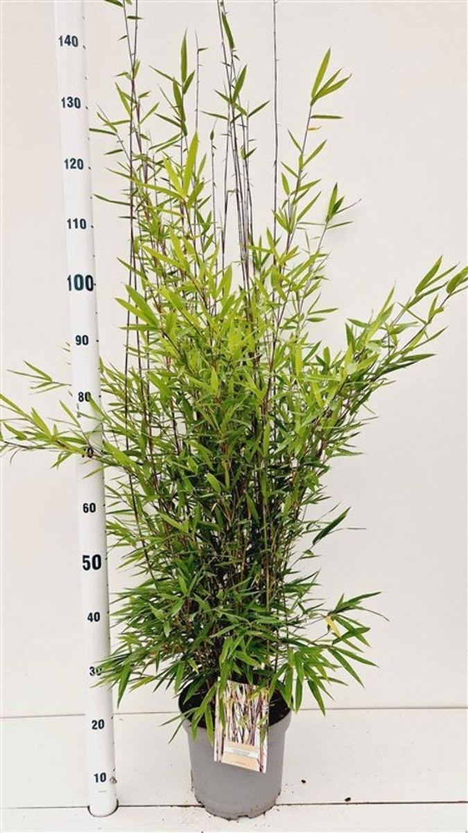 Main image on product details page