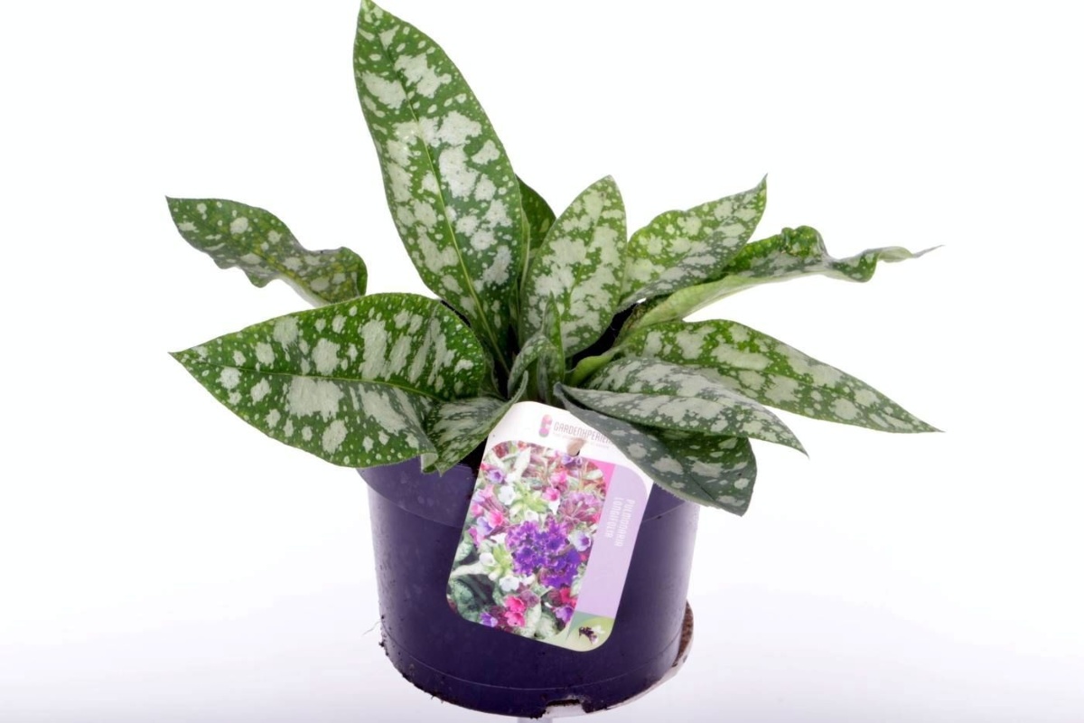 Main image on product details page