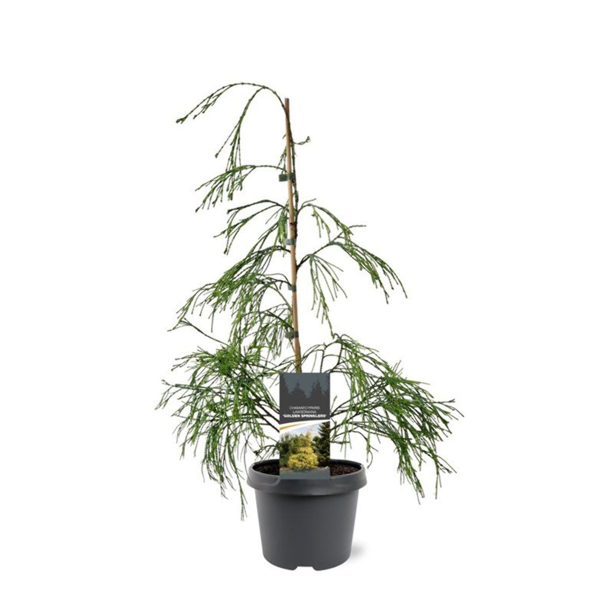 Main image on product details page