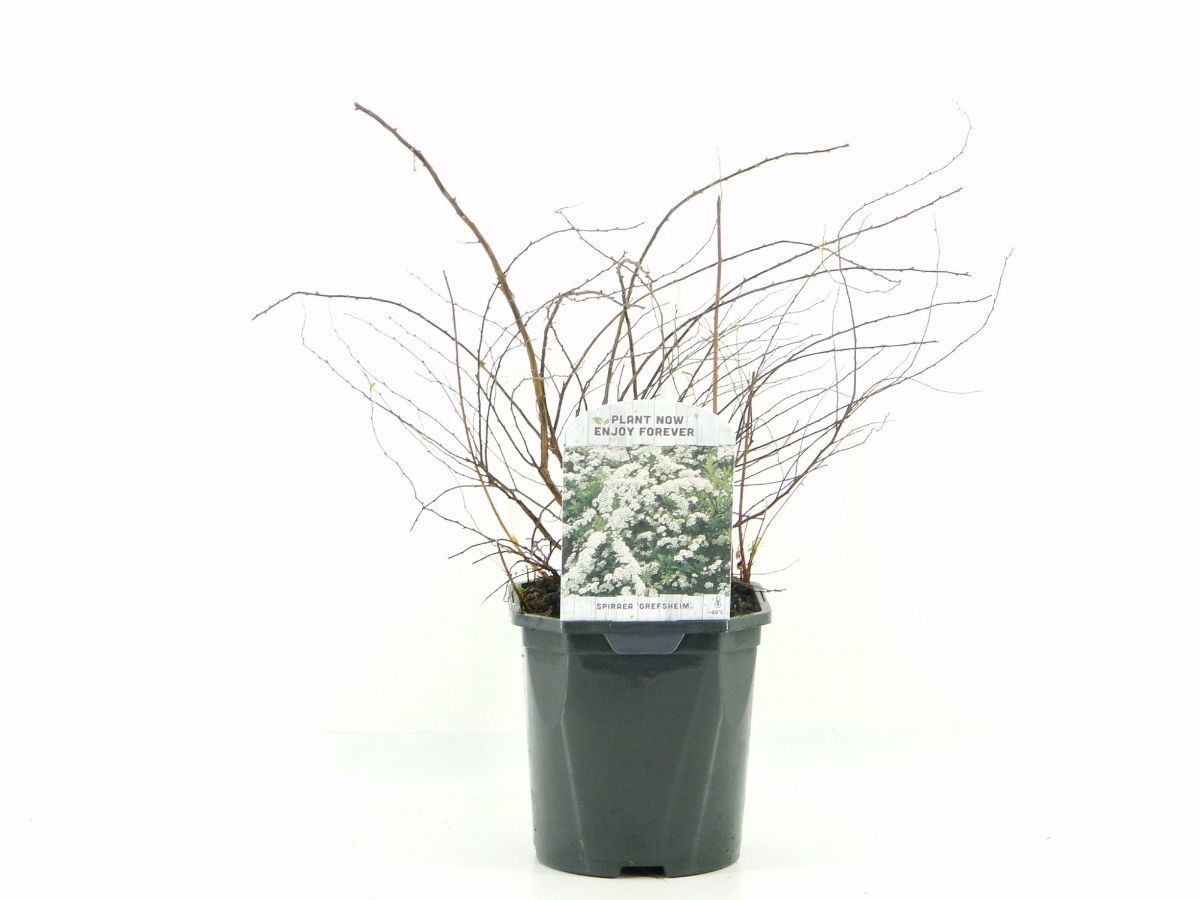 Main image on product details page