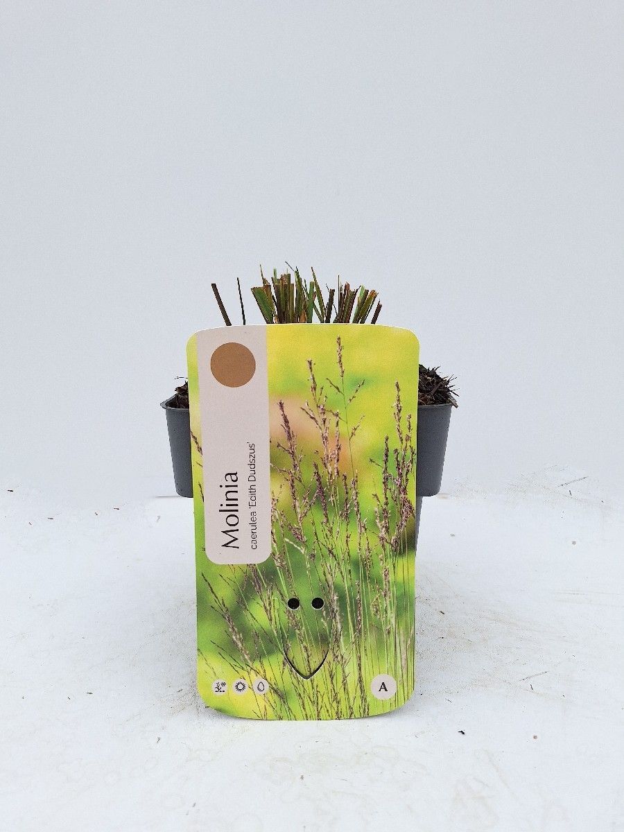 Main image on product details page