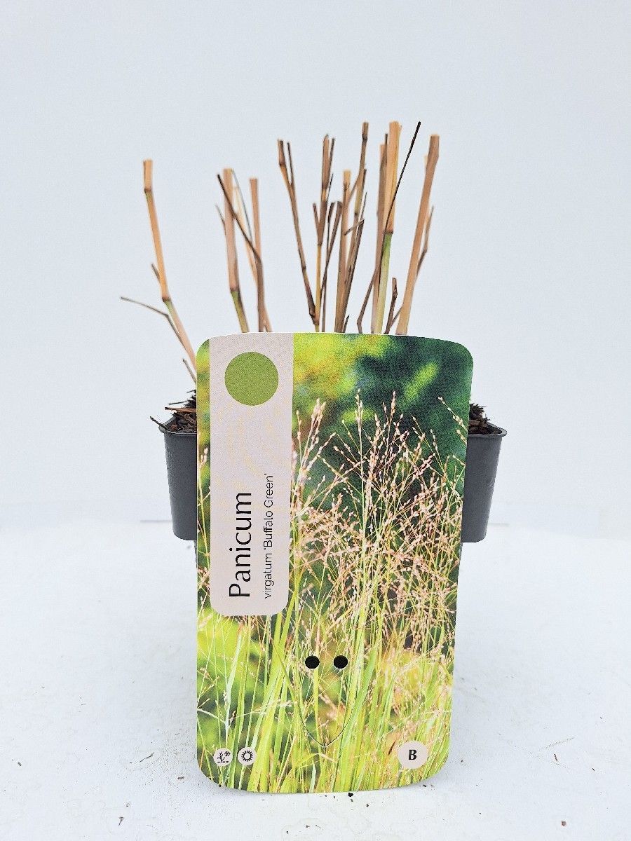 Main image on product details page