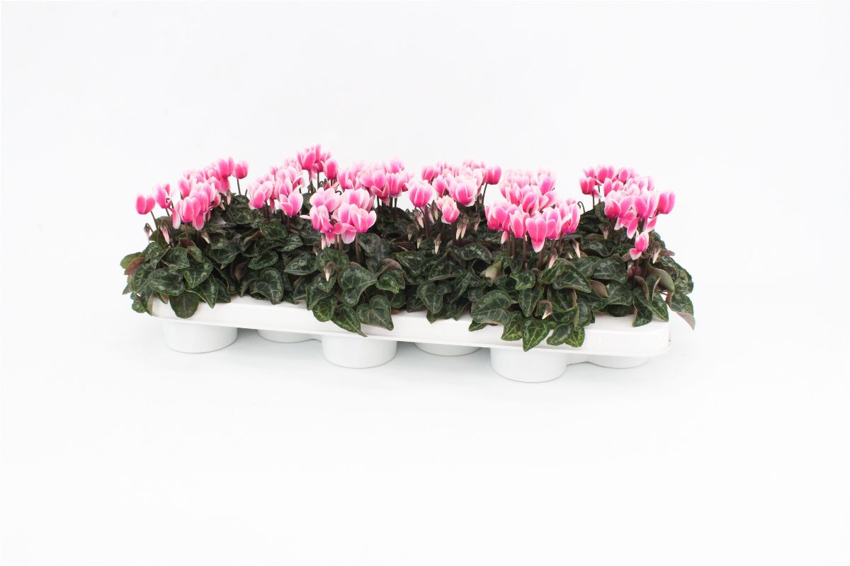 Main image on product details page