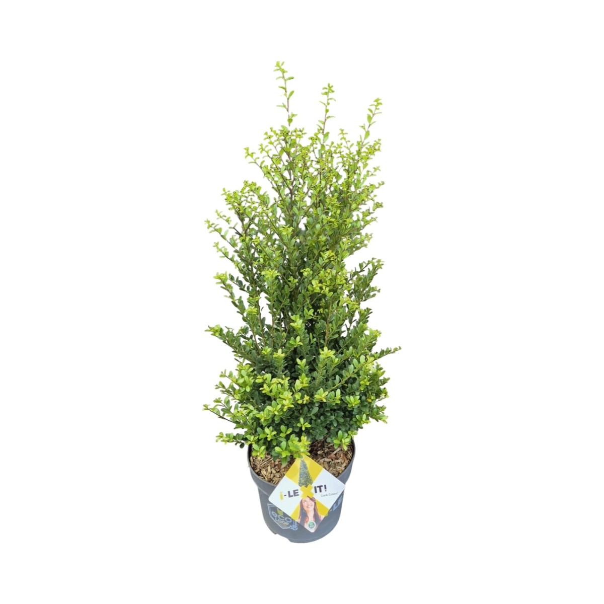 Main image on product details page