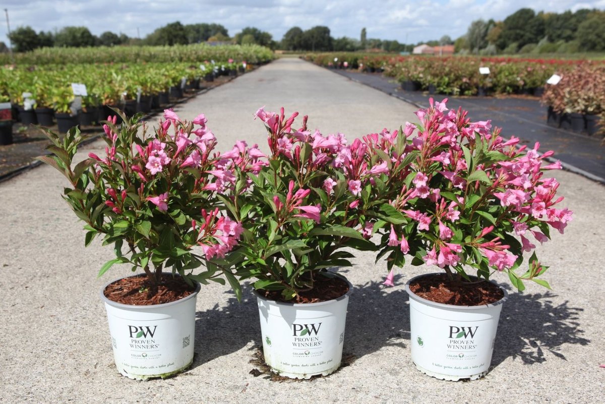 Main image on product details page