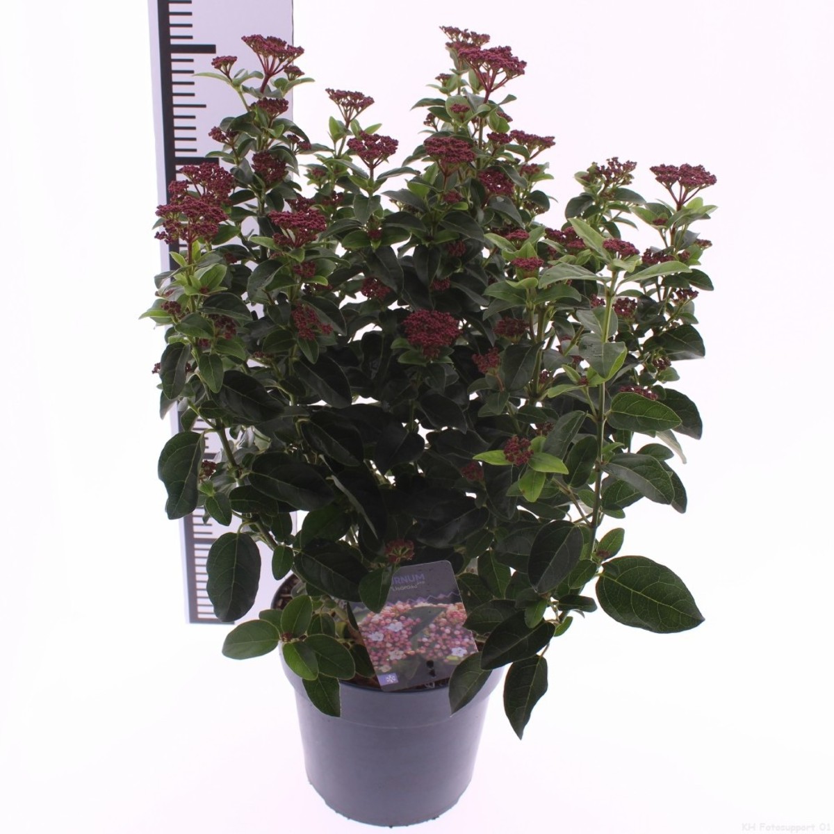 Main image on product details page