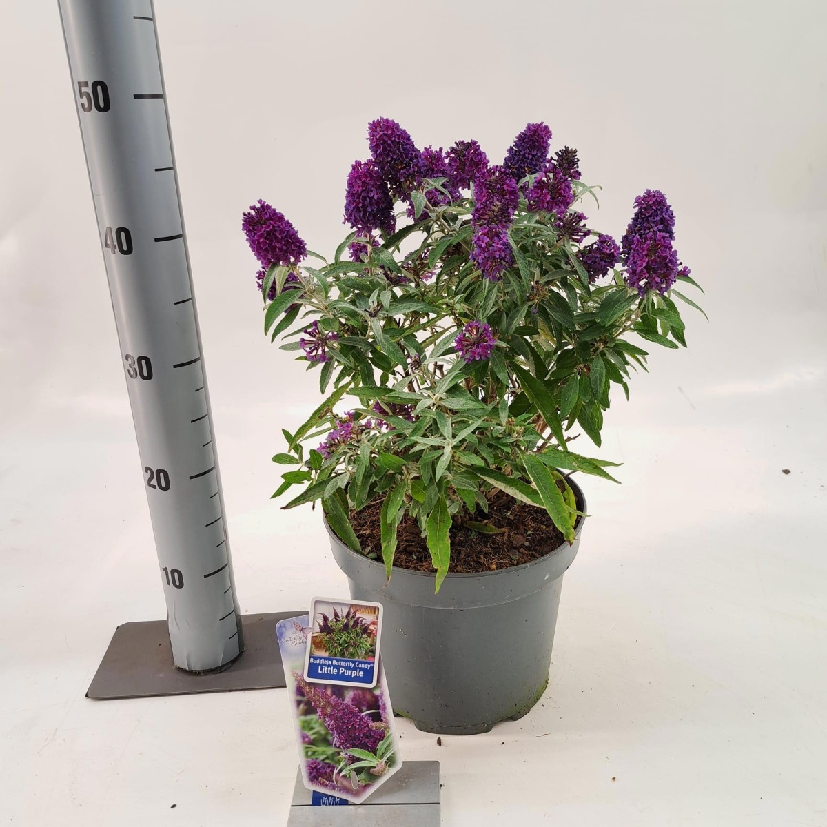 Main image on product details page