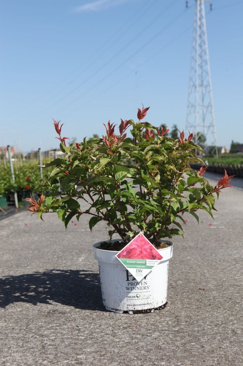 Main image on product details page