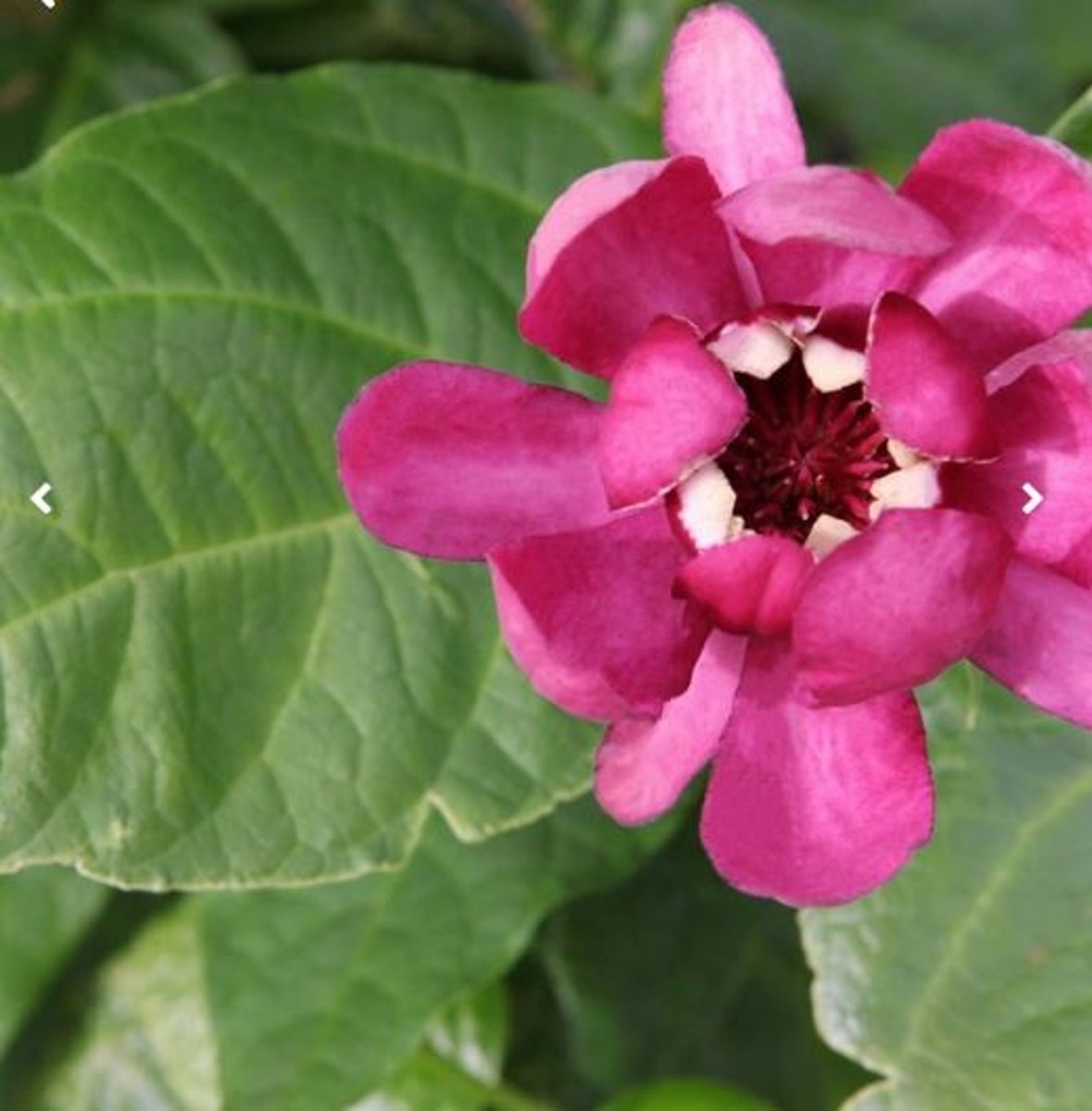 Main image on product details page