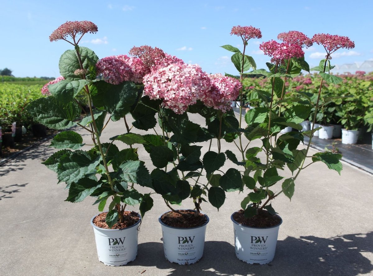 Main image on product details page